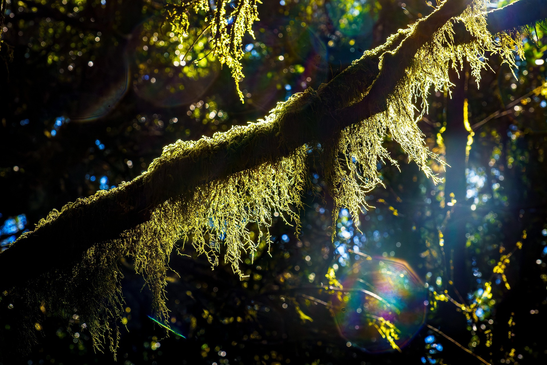Image by Michael from Pixabay