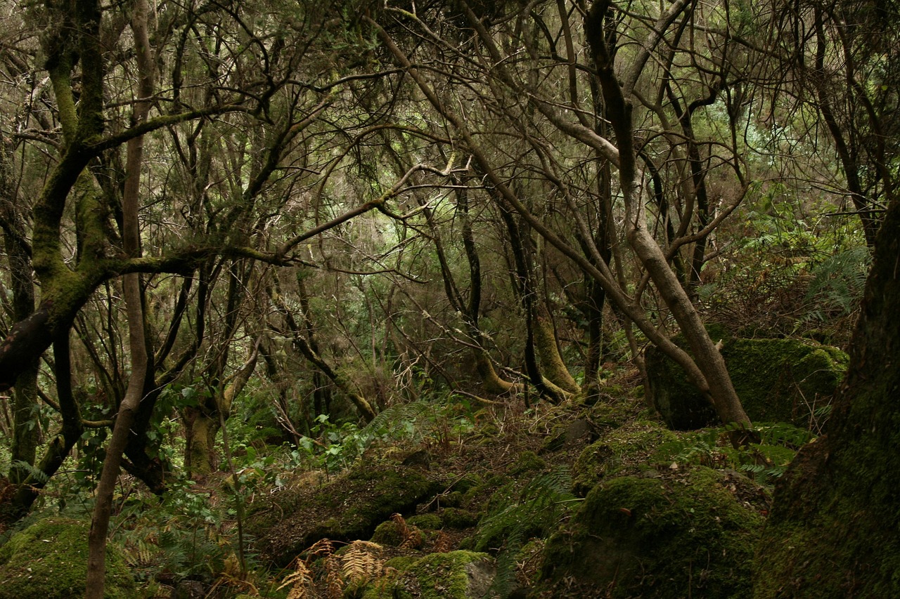 Image by Nereida Jiménez from Pixabay